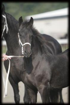 ➗Friesians of Majesty -