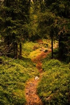 Forest Path