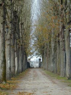 Allee in the Loire Valley, France