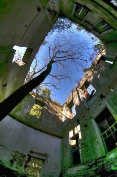 Tree through the broken roof of an abandoned building.