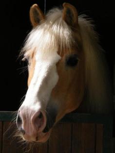 Palomino pony