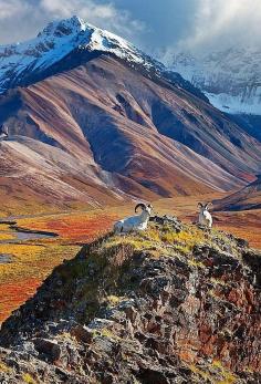 Denali National Park, Alaska - saw lot's of mountain goats!