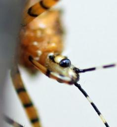 Sycamore Assassin Bug