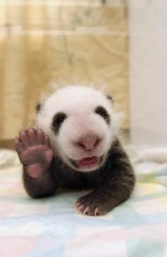 Excruciatingly Cute Picture Of A Little Baby Panda Waving His Tiny Panda Paw