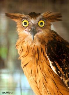 Buffy fish-Owl by anuWisnu, via Flickr