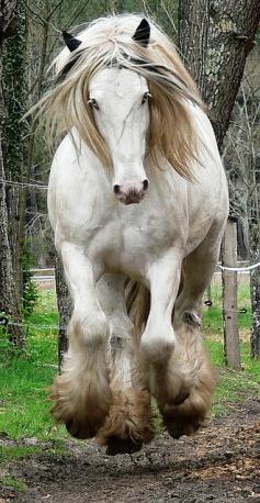 Beautiful horse