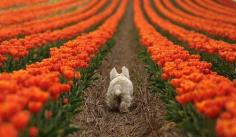 I call this "Schnauzer Butt Among the Tulips"...