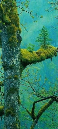 The Wonder Tree, Klamath, California