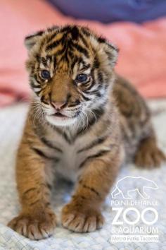 Born at the San Francisco Zoo only 300 left in the wild. A Bevy Of Three-Week-Old Baby Sumatran Tiger Pictures - BuzzFeed Mobile