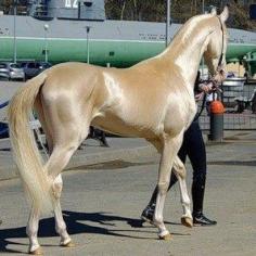 The Akhal-Teke is a horse breed from Turkmenistan. Only about 3,500 are left worldwide. Known for their speed and famous for the natural metallic shimmer of their coats.~. THE COLOR IS AMAZING!!