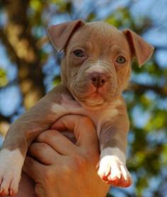 The 20 Most Adorable Pit Bull Puppy Pictures Ever. I see my baby boy Tex in so many little faces. Could snuggle them all!