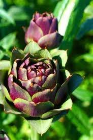 purple artichoke - great color