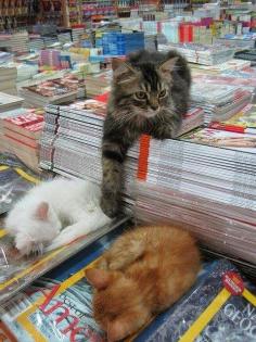 Bookstore cats