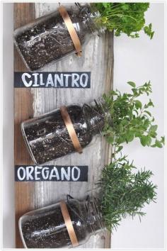 An easy way to grow Herbs without a yard to plant them in!