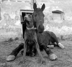 Horse and dog are friends