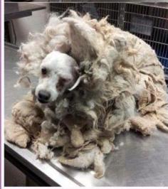 Owner surrenders unrecognizable dog to be killed.  I am still amazed how utterly stupid pet owners are/can be. This poor baby! I hope he finds a wonderful new home.