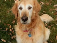 Pet 72 hour survival kit... I had to pin this in the Animals file because this dog is so beautiful! I love Goldens!