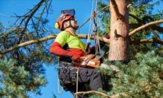 At Branch Out Tree Specialists, we are the experts in tree removal North Sydney. With over 15 years of experience in tree surgery, grooming and cultivation, we have developed a reputation within the Sydney region as a leading business in arboriculture. With sustainability at the forefront of our values, we believe that it is the responsibility of both arborists and residents to play a role in the conservation of trees.