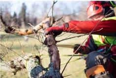 If you’re looking into tree pruning Sydney, talk to the friendly team at Branch Out Tree Specialists! With over 15 years of industry experience, our qualified arborists have the tools and skills to assist with all types of trees. Whether it’s small tree pruning Sydney or a large tree removal, Branch Out Tree Specialists will provide quality results, clear communication and friendly service with every job. There are a number of benefits to tree pruning Sydney. Like any plant, trees require proper care and maintenance in order to maintain their appearance and ensure healthy growth and structural integrity.
