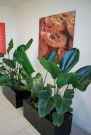 Professional Plant Hire for Offices, Events & Homes
Enhance your space with our flexible Plant Hire services! We offer a wide range of indoor and outdoor plants for offices, events, homes, and commercial venues. Short-term and long-term hire available with delivery, installation, and maintenance included. Get in touch today for affordable green solutions!

Our Other Service:-

Plant Hire
Plant Hire Clayton
Plant Hire In Clayton
Plants For Hire
Office Plant Hire In Melbourne
Indoor Plant Hire In Melbourne
Corporate Plant Hire
Office Plants For Hire
Indoor Plant Rental Victoria
Indoor Plant Rental In Melbourne
Indoor Plant Rental Melbourne
Indoor Plant Hire Melbourne
Indoor Plants Hire
Corporate Plant Service Melbourne
Office Plant Hire Melbourne
Melbourne Plant Hire
Corporate Plant Service
Plant Hire Melbourne
Plants For Hire Melbourne
Corporate Plant Hire Melbourne
Event Plant Hire
Event Plant Hire Melbourne
Indoor Office Plants Melbourne
Plant Hire In Melbourne
Office Plants Melbourne
Melbourne Indoor Plants
Ficus Lyrata Melbourne
Best Indoor Plants Melbourne
office plants
Office Planter Boxes
Indoor Plants Maintenance
Best Indoor Plants