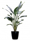 Affordable Office Plant Hire Melbourne – Stylish Indoor Plants for Your Workspace
Bring life and freshness to your office with our professional Office Plant Hire Melbourne service. We provide a wide range of premium indoor plants, planters, and maintenance packages tailored to suit any workspace. Enhance productivity, improve air quality, and create a welcoming environment for staff and clients. Flexible rental plans and hassle-free care included. Contact us today to transform your office with greenery!

Our Other Service

office plants
melbourne indoor plants
Indoor Plants Melbourne
Indoor Plant Hire
Office Plant Hire
Plant Hire Melbourne
office indoor plants
Indoor Plant Hire Melbourne
indoor plant rental
indoor plant pots melbourne
Office Plant Hire Melbourne
Office plants melbourne
Indoor Office Plants Melbourne
Indoor Plant Rental Melbourne
corporate plants Melbourne
Indoor office plant Melbourne

office plants for hire
Hire Plants Melbourne
indoor plants for hire
indoor plants hire
Melbourne Plant Hire
Plants for hire melbourne
event plant hire melbourne
Office Indoor Plant Hire Melbourne
best indoor plants hire melbourne
Best Indoor Plants hire
best indoor plant hire services in Melbourne
corporate plant hire Melbourne
plant hire services melbourne

indoor planters melbourne