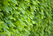 Premium Melbourne Indoor Plants – Freshen Up Your Space Today!
Looking to enhance your home or office with greenery? Explore a wide range of melbourne indoor plants perfect for homes, offices, events, and more. From low-maintenance varieties to statement pieces, we offer healthy, vibrant plants with expert advice. Delivery and setup available across Melbourne. Add life to your indoor space – contact us now!

Our Other Service

Office Plant Hire
Office Plant Hire Melbourne
Indoor Plant Hire
Best Indoor Plants hire
best indoor plants hire melbourne
Office Indoor Plant Hire Melbourne
indoor plant rental
office plants for hire
best indoor plant hire services in Melbourne
corporate plant hire Melbourne