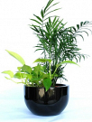 Stylish & Affordable Indoor Plant Hire for Homes & Offices
Looking to add greenery to your space? Our Indoor Plant Hire service offers a wide selection of beautiful, low-maintenance plants with modern planters to suit any style. Perfect for offices, events, or homes, we provide flexible hire packages with ongoing care and maintenance. Create a fresh, vibrant, and welcoming atmosphere with our hassle-free service. Call us today to book your plants!

Our Other Service

office plants
melbourne indoor plants
Indoor Plants Melbourne
Indoor Plant Hire
Office Plant Hire
Plant Hire Melbourne
office indoor plants
Indoor Plant Hire Melbourne
indoor plant rental
indoor plant pots melbourne
Office Plant Hire Melbourne
Office plants melbourne
Indoor Office Plants Melbourne
Indoor Plant Rental Melbourne
corporate plants Melbourne
Indoor office plant Melbourne
office plants for hire
Hire Plants Melbourne
indoor plants for hire
indoor plants hire
Melbourne Plant Hire
Plants for hire melbourne
event plant hire melbourne
Office Indoor Plant Hire Melbourne
best indoor plants hire melbourne
Best Indoor Plants hire
best indoor plant hire services in Melbourne
corporate plant hire Melbourne
plant hire services melbourne
indoor planters melbourne