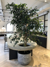 Affordable Melbourne Plant Hire for Events & Offices
Looking for premium Melbourne Plant Hire services? We offer a wide selection of indoor and outdoor plants for events, offices, and commercial spaces. Flexible rental terms, hassle-free setup, and expert maintenance included. Transform your space with lush greenery today! Contact us for a free quote.

Our Other Service:-

Plant Hire
Plant Hire Clayton
Plant Hire In Clayton
Plants For Hire
Office Plant Hire In Melbourne
Indoor Plant Hire In Melbourne
Corporate Plant Hire
Office Plants For Hire
Indoor Plant Rental Victoria
Indoor Plant Rental In Melbourne
Indoor Plant Rental Melbourne
Indoor Plant Hire Melbourne
Indoor Plants Hire
Corporate Plant Service Melbourne
Office Plant Hire Melbourne
Melbourne Plant Hire
Corporate Plant Service
Plant Hire Melbourne
Plants For Hire Melbourne
Corporate Plant Hire Melbourne
Event Plant Hire
Event Plant Hire Melbourne
Indoor Office Plants Melbourne
Plant Hire In Melbourne
Office Plants Melbourne
Melbourne Indoor Plants
Ficus Lyrata Melbourne
Best Indoor Plants Melbourne
office plants
Office Planter Boxes
Indoor Plants Maintenance
Best Indoor Plants