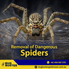 Maintain a clean and comfortable environment with professional Spider Treatment in Gold Coast. Suitable for residential and commercial properties, this service focuses on identifying spider activity and applying targeted treatment methods to manage the issue effectively. With experienced technicians and approved practices, spider treatment supports hygiene standards and ongoing property care. Choose trusted spider treatment services in Gold Coast for consistent maintenance and peace of mind.