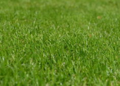 We understand that a beautiful lawn can transform your outdoor space and are committed to providing the highest quality service. Our reputation for great rates and customer satisfaction sets us apart. By choosing GreenEdge Turf and Garden Care, you’re ensuring your turf is laid by professionals who pay attention to every detail, avoiding common mistakes that can lead to unsightly lawns.